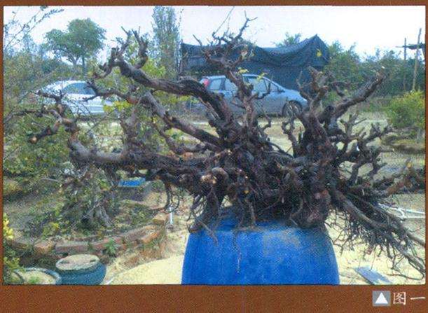 图解 盆景造型中的常规与破格有哪些