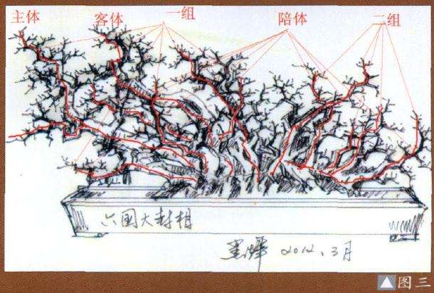 图解 盆景造型中的常规与破格有哪些