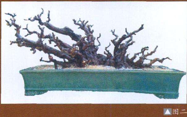 图解 盆景造型中的常规与破格有哪些