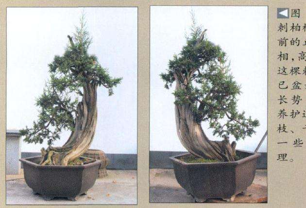 刺柏树材造型前的正反面树相