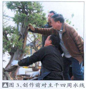 盆景制作前对主干