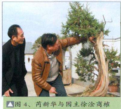 图解 刺柏盆景怎么制作造型的16个步骤