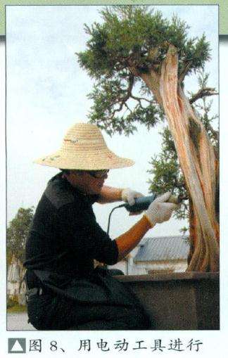 用电动工具进行瘦身雕饰盆景