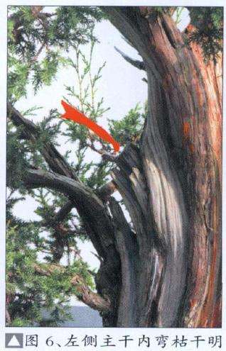 图解 刺柏盆景怎么制作造型的16个步骤