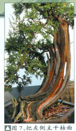 图解 刺柏盆景怎么制作造型的16个步骤
