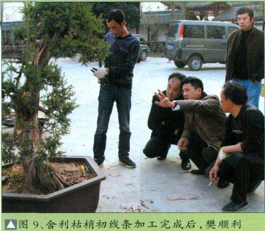 盆景舍利枯梢初线条加工完成后