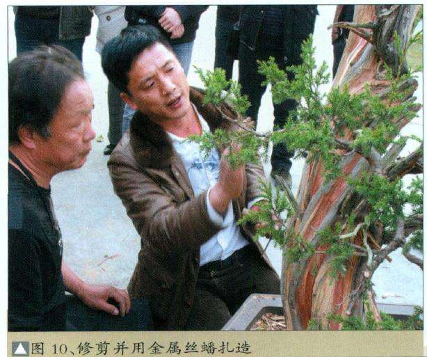 盆景用金属丝蟠扎造型