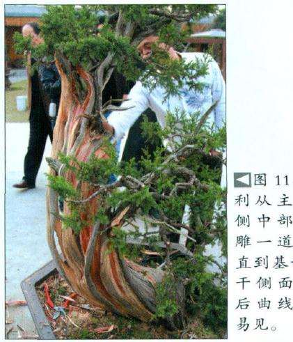 盆景主干侧面雕凿后曲线显而易见