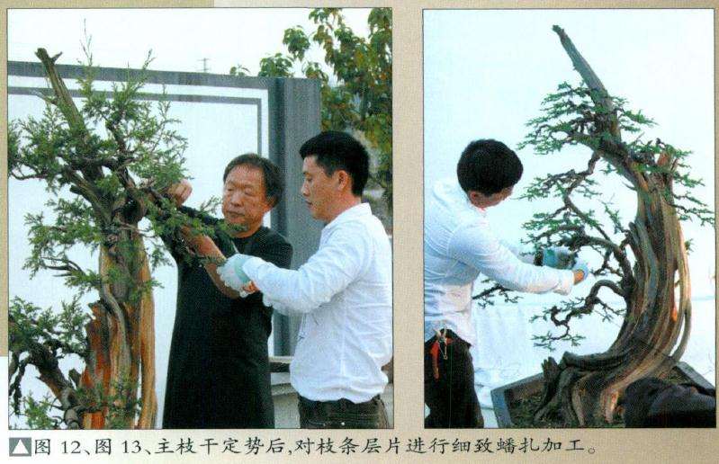 盆景主枝干定势后