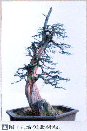 盆景右侧面和士相