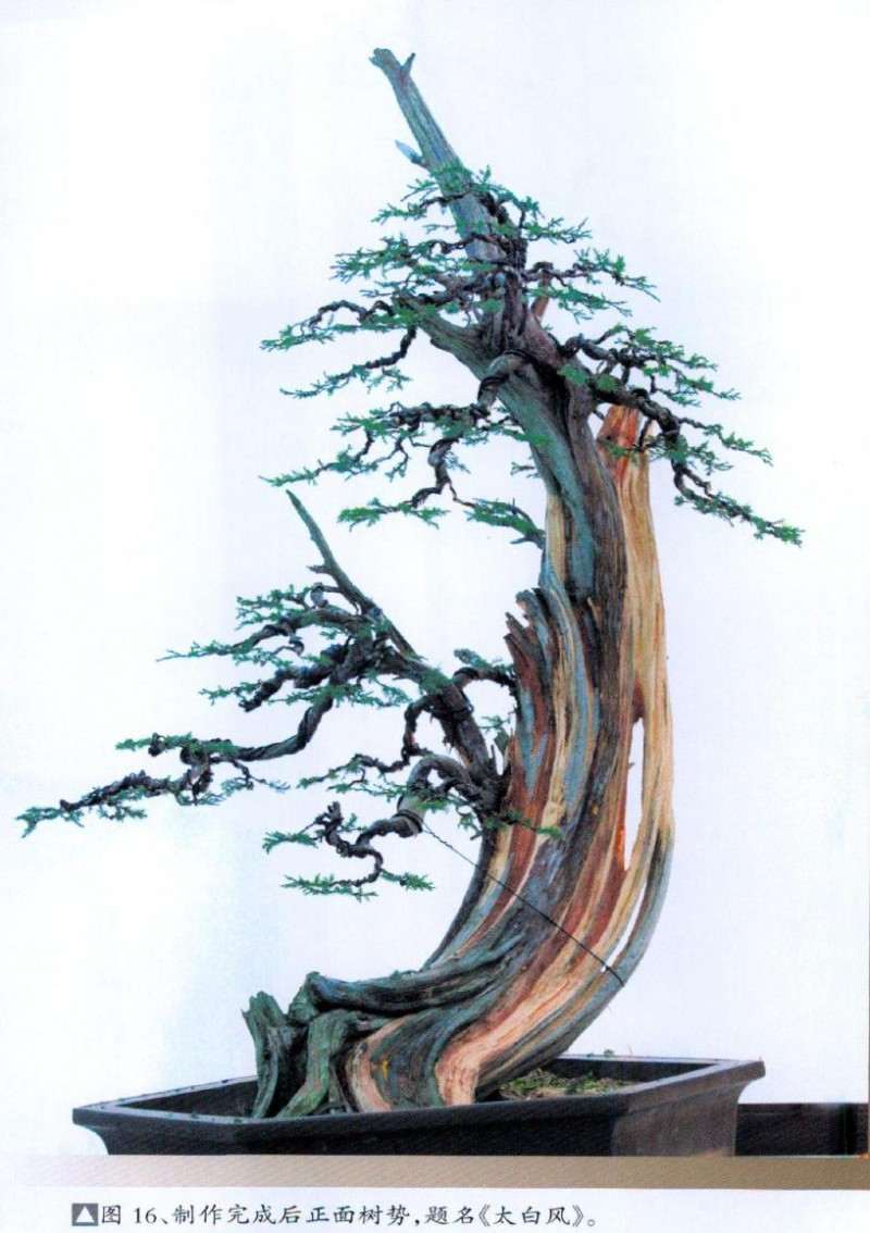 盆景制作完成后正面树势