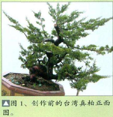 图解 台湾真柏盆景怎么舍利丝雕的15个步骤