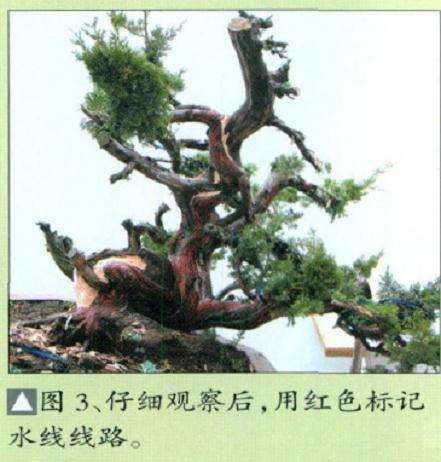 图解 台湾真柏盆景怎么舍利丝雕的15个步骤