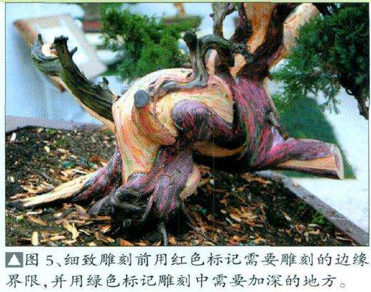 图解 台湾真柏盆景怎么舍利丝雕的15个步骤