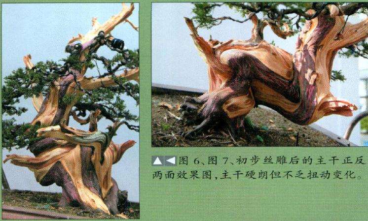 图解 台湾真柏盆景怎么舍利丝雕的15个步骤