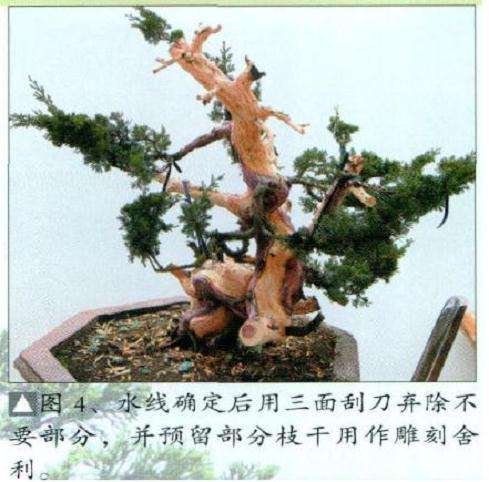 图解 台湾真柏盆景怎么舍利丝雕的15个步骤