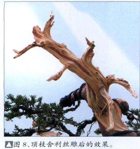 图解 台湾真柏盆景怎么舍利丝雕的15个步骤