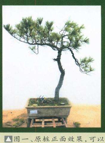 图解 黄山颂盆景怎么制作的7个步骤