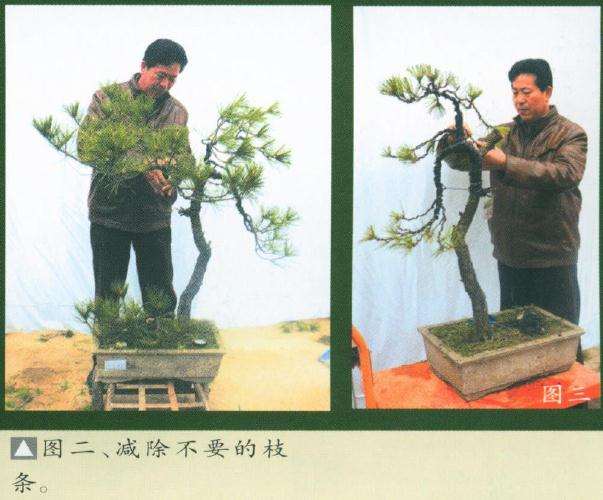 图解 黄山颂盆景怎么制作的7个步骤