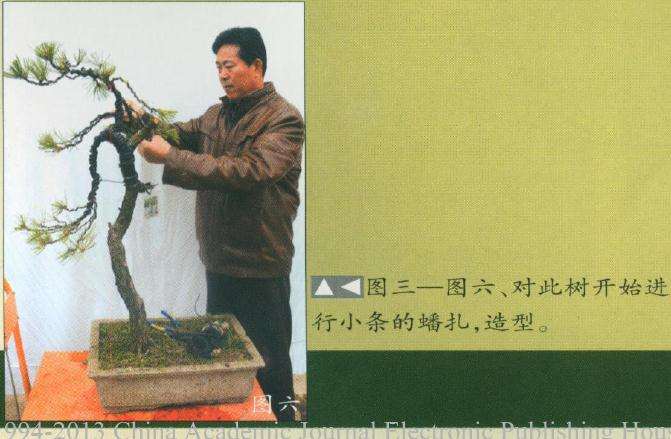 图解 黄山颂盆景怎么制作的7个步骤