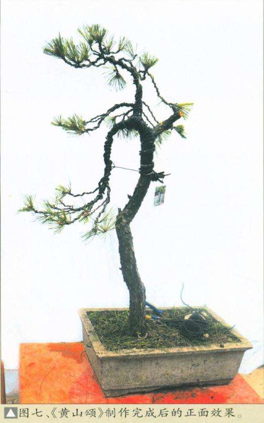 图解 黄山颂盆景怎么制作的7个步骤