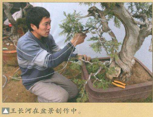 王长河在盆景制作中