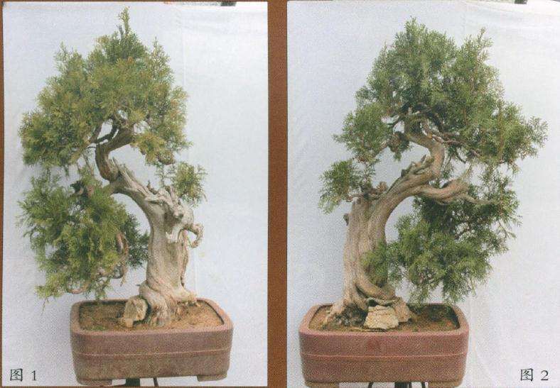 制作前的盆景侧柏正反两面树相