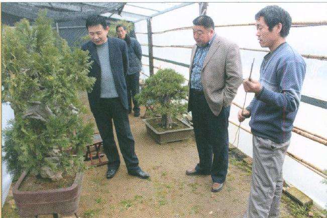 山东盆景专业委员会会长吴强