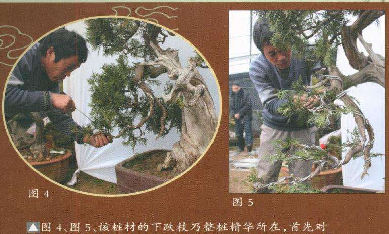 首先对盆景其进行蟠扎造型