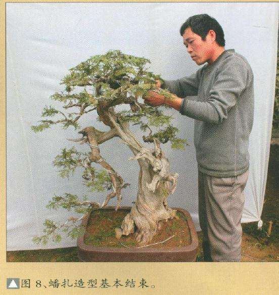 盆景蟠扎造型基本结束