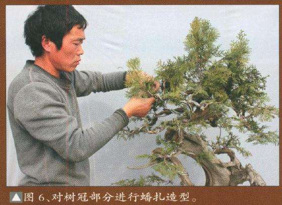 对盆景树冠部分进行蟠扎造型