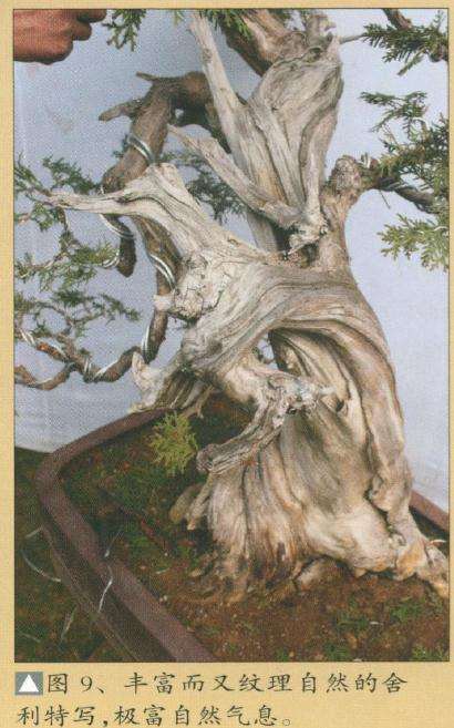 图解 侧柏盆景怎么蟠扎造型的11个步骤