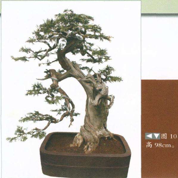 盆景正反两面树相