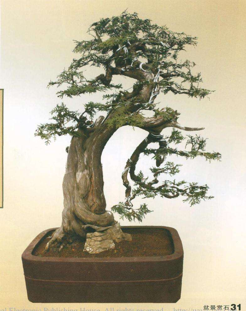 图解 侧柏盆景怎么蟠扎造型的11个步骤