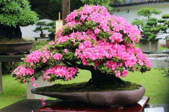 杜鹃花盆景扦插棚怎么日常管理的4个方法