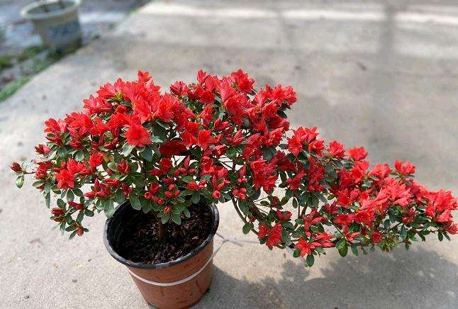 杜鹃花盆景扦插所用的5个工具材料