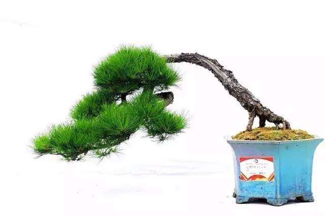 黑松桩景盆景怎么修剪和病虫害防治