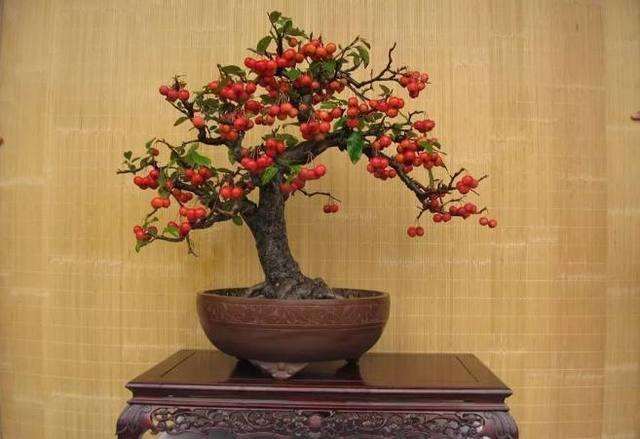 冬红果盆景怎么病虫害防治的方法