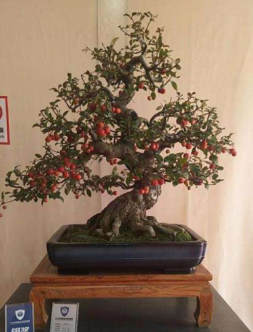 冬红果盆景怎么浇水施肥的3个方法