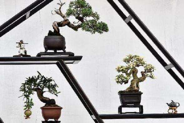 阳台微型盆景怎么虫害防治的2个方法