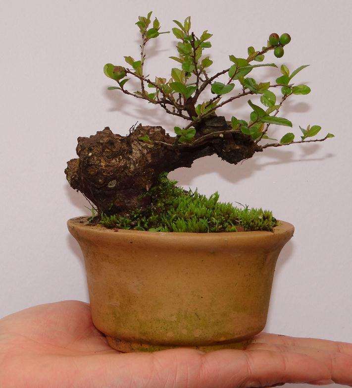 阳台微型盆景怎么加强植株水肥的4个方法