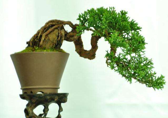 阳台微型盆景怎么加强植株水肥的4个方法