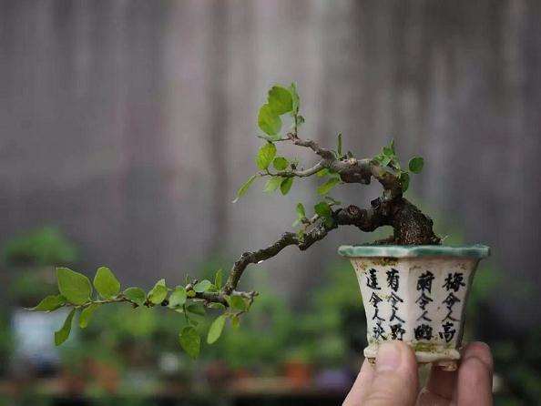 夏季阳台怎么玩微型盆景的5个注意事项