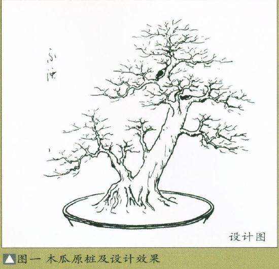 图解 盆景怎么制作设计图的4个原则