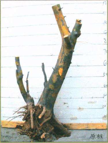 图解 盆景怎么制作设计图的4个原则