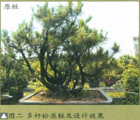 图解 盆景怎么制作设计图的4个原则