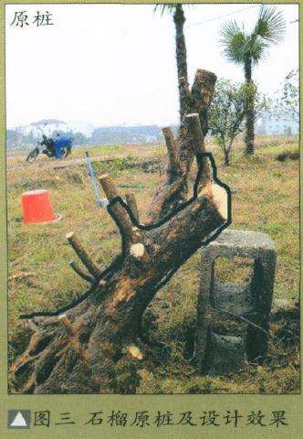 图解 盆景怎么制作设计图的4个原则