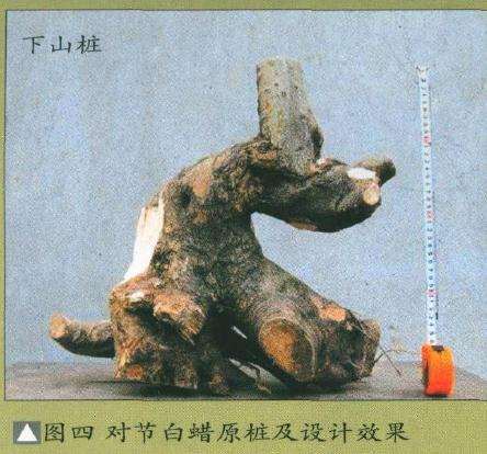 图解 盆景怎么制作设计图的4个原则