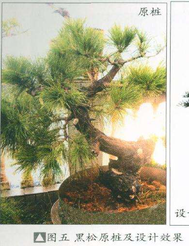 图解 盆景怎么制作设计图的4个原则