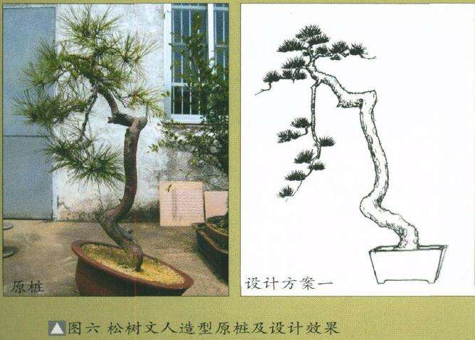 图解 盆景怎么制作设计图的4个原则